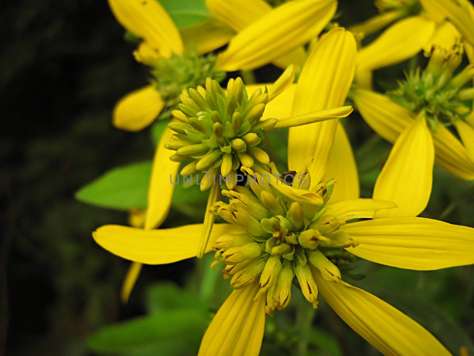 A photograph of a yellow flower in a field.