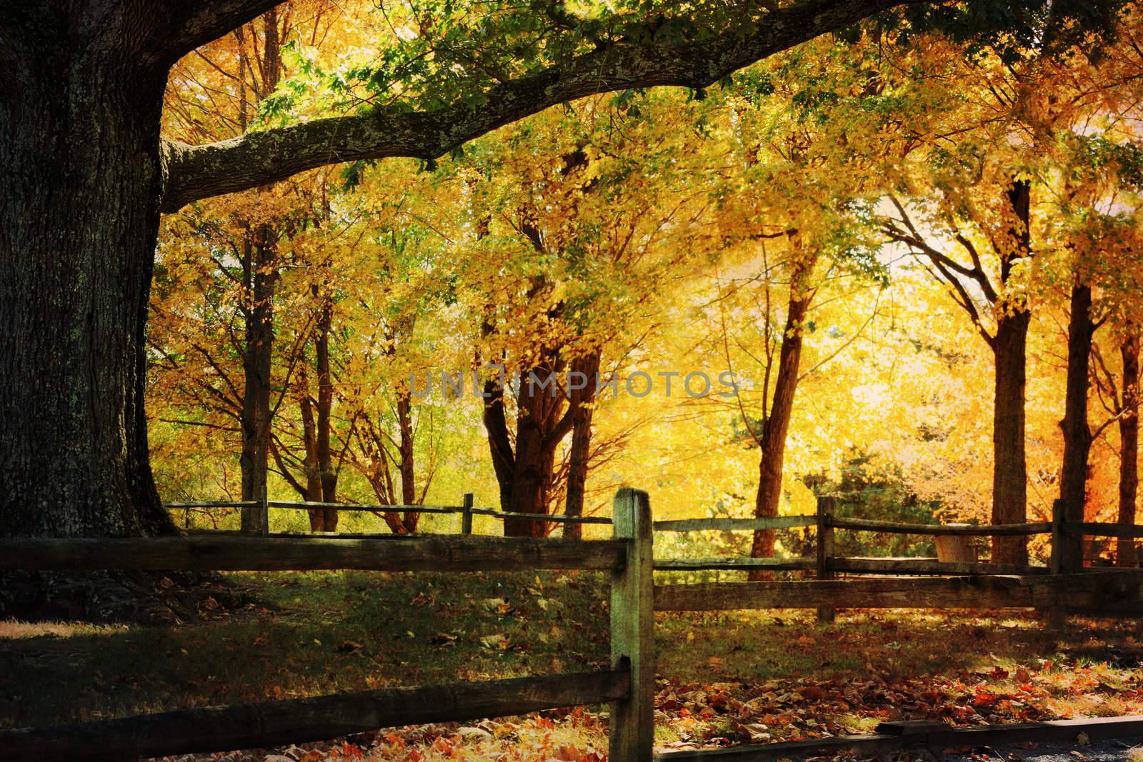 Photo based illustration of a large oak tree surrounded by beautiful autumn colors.
