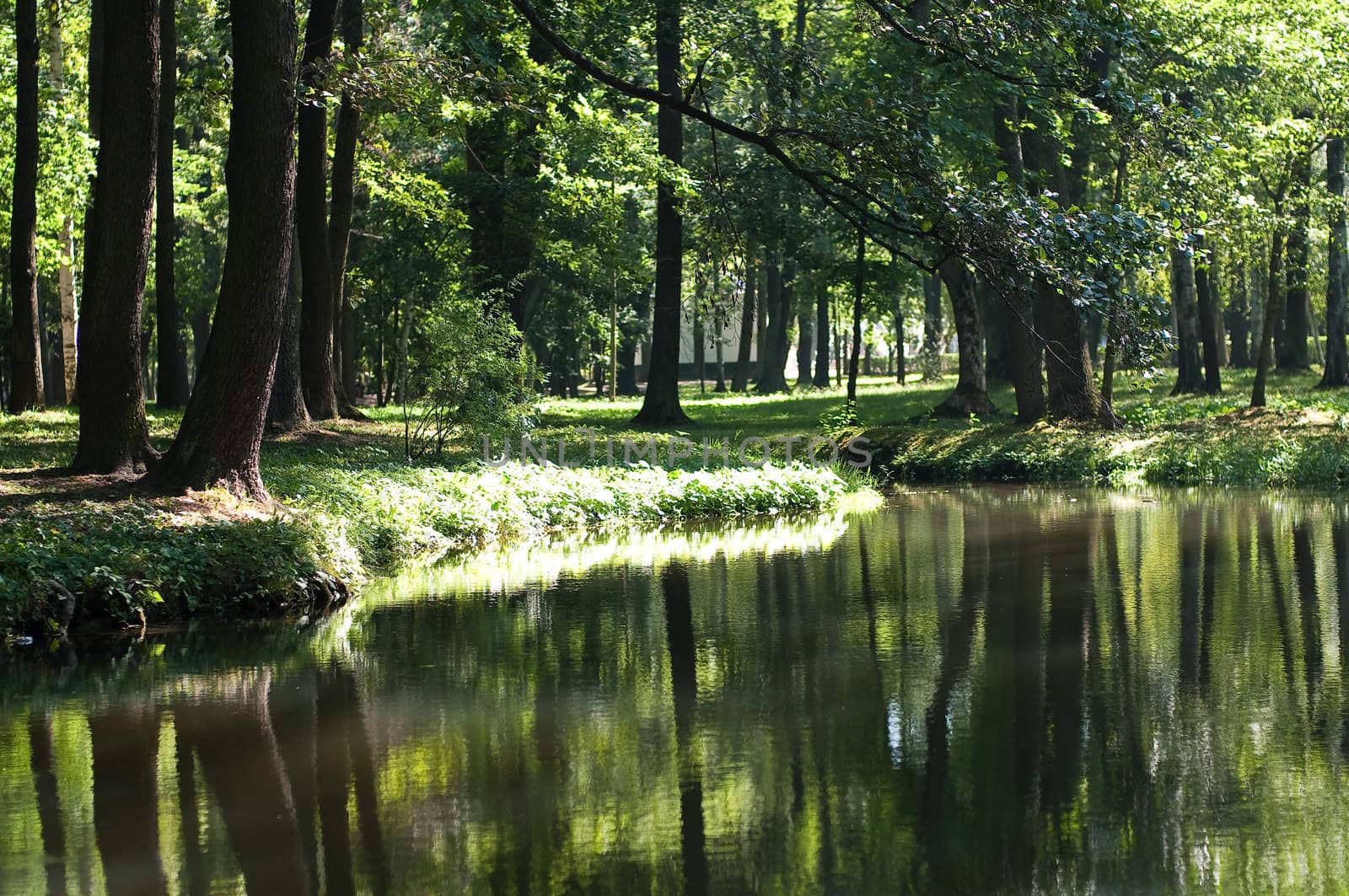 lake in the park surrounded by trees