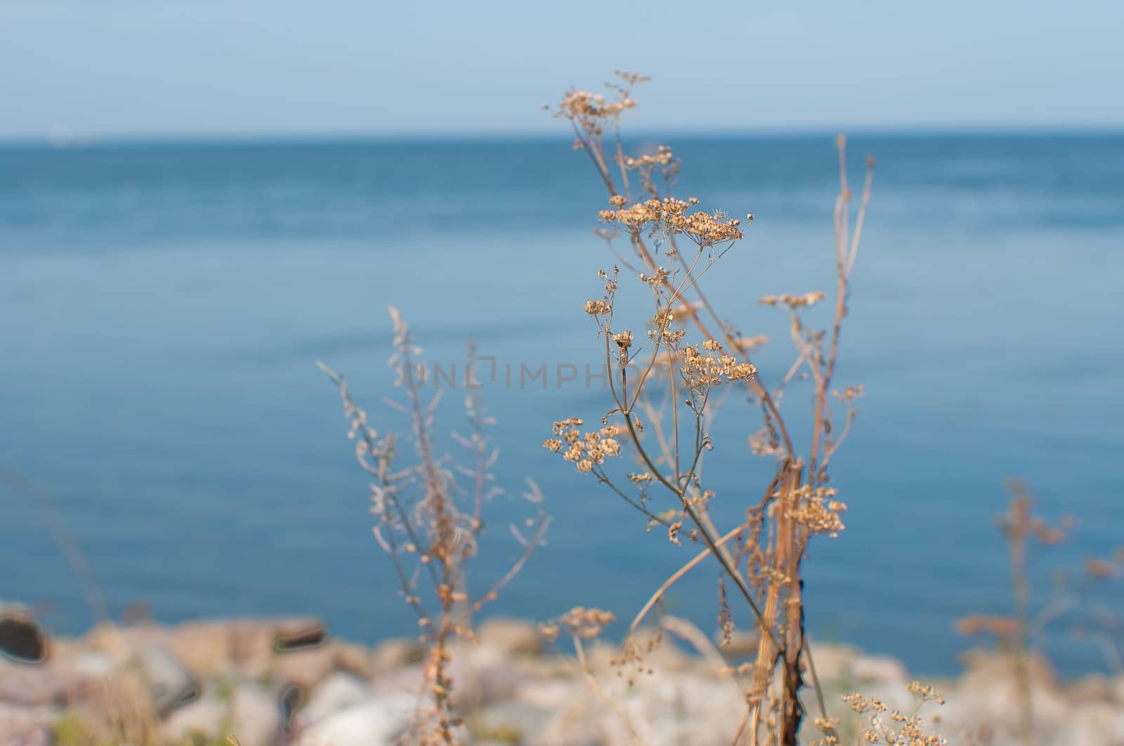 grass-blade with the view of Finsky bay