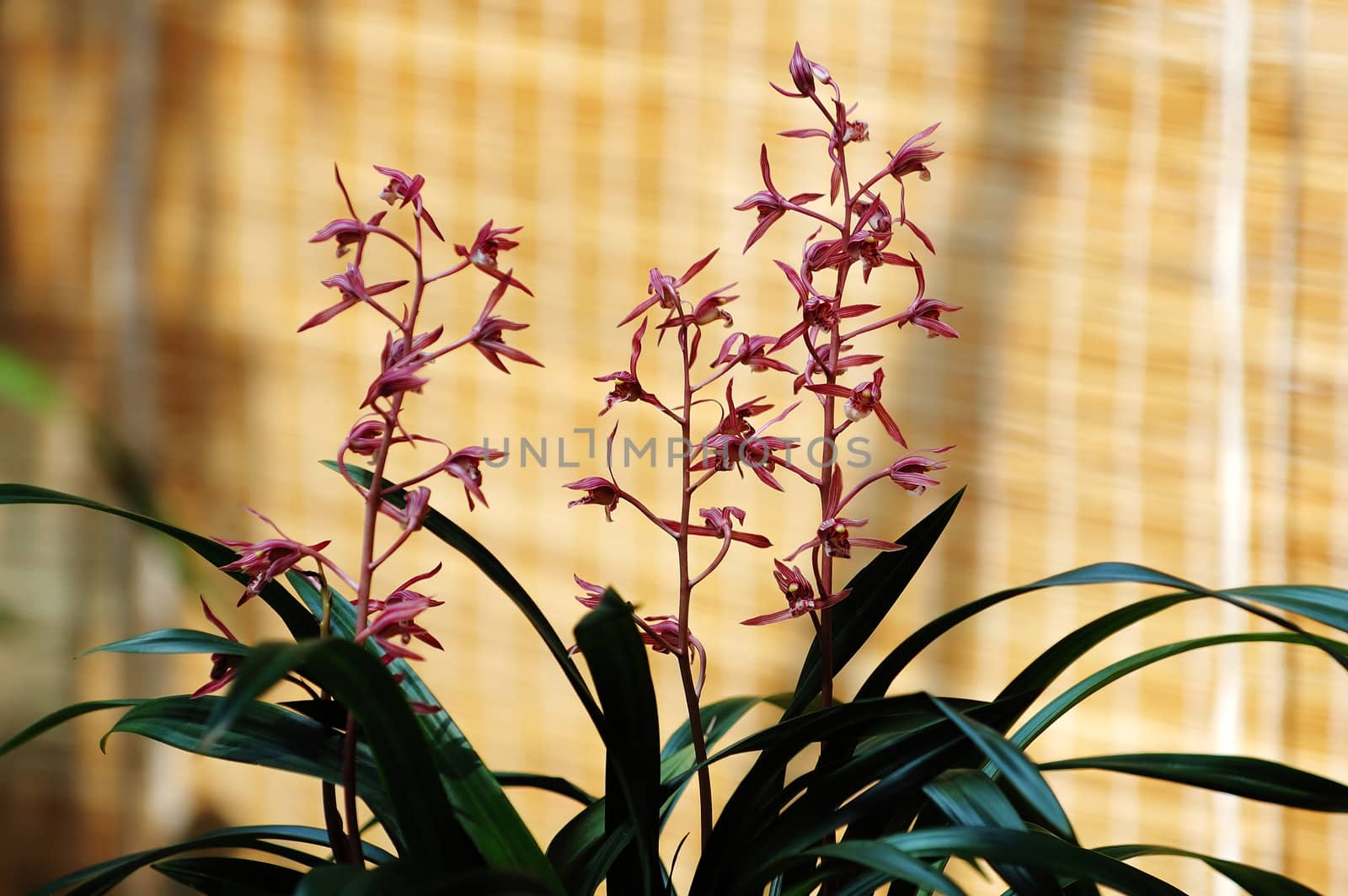 Pink orchid over bamboo made slats background