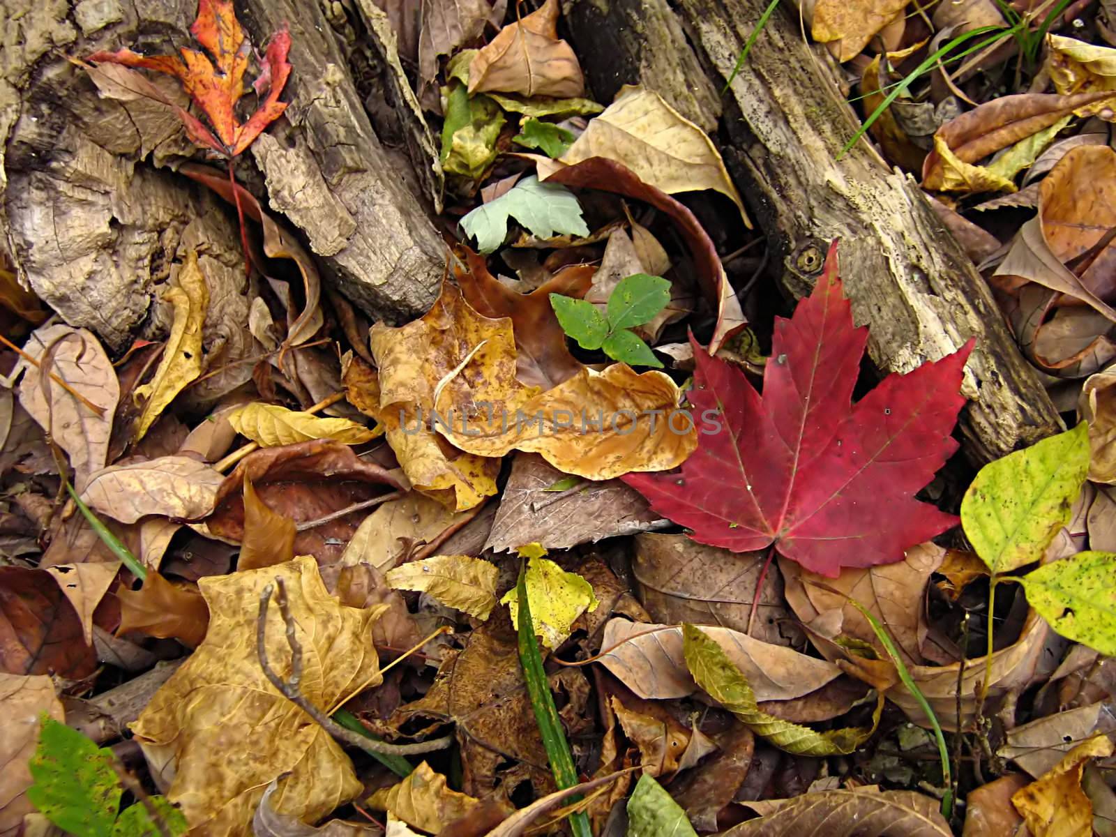 A photograph of leaves detailing their texture.