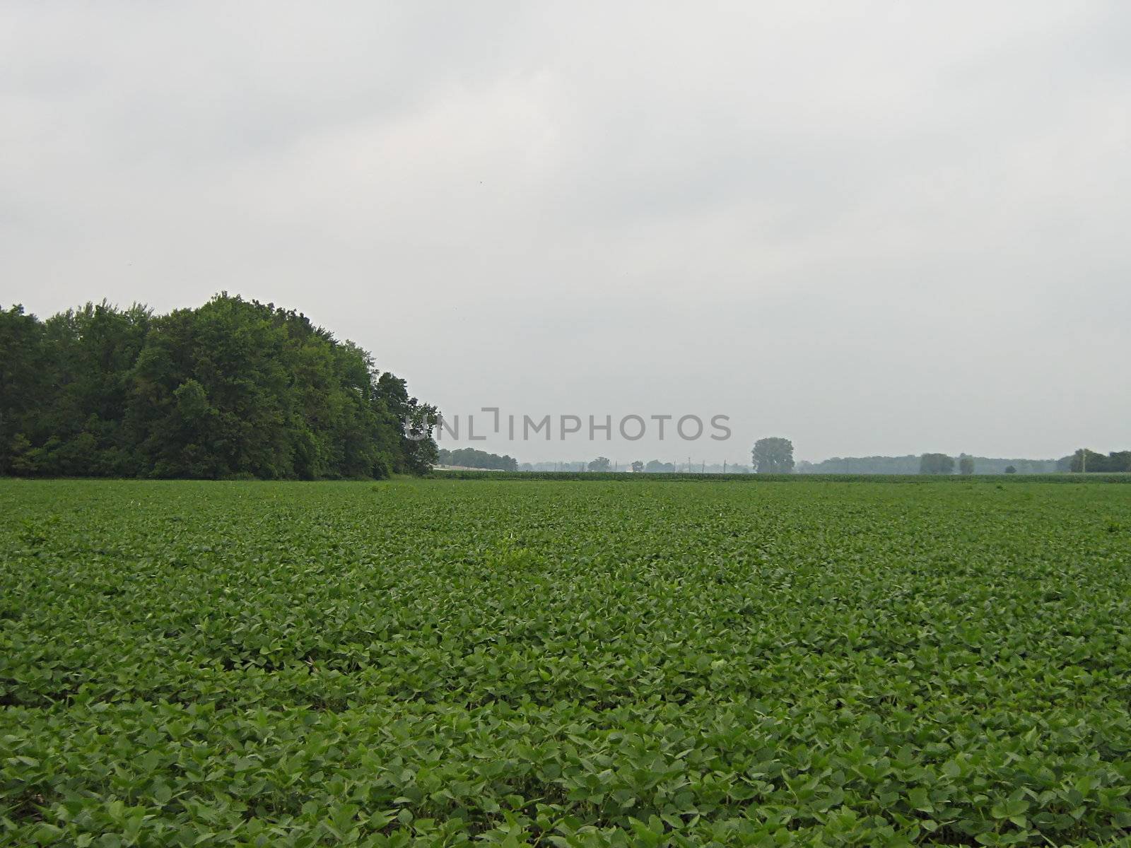 A photograph of a field of crops.
