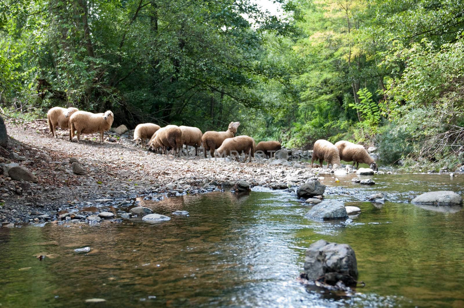 Number of sheeps at watering near the river