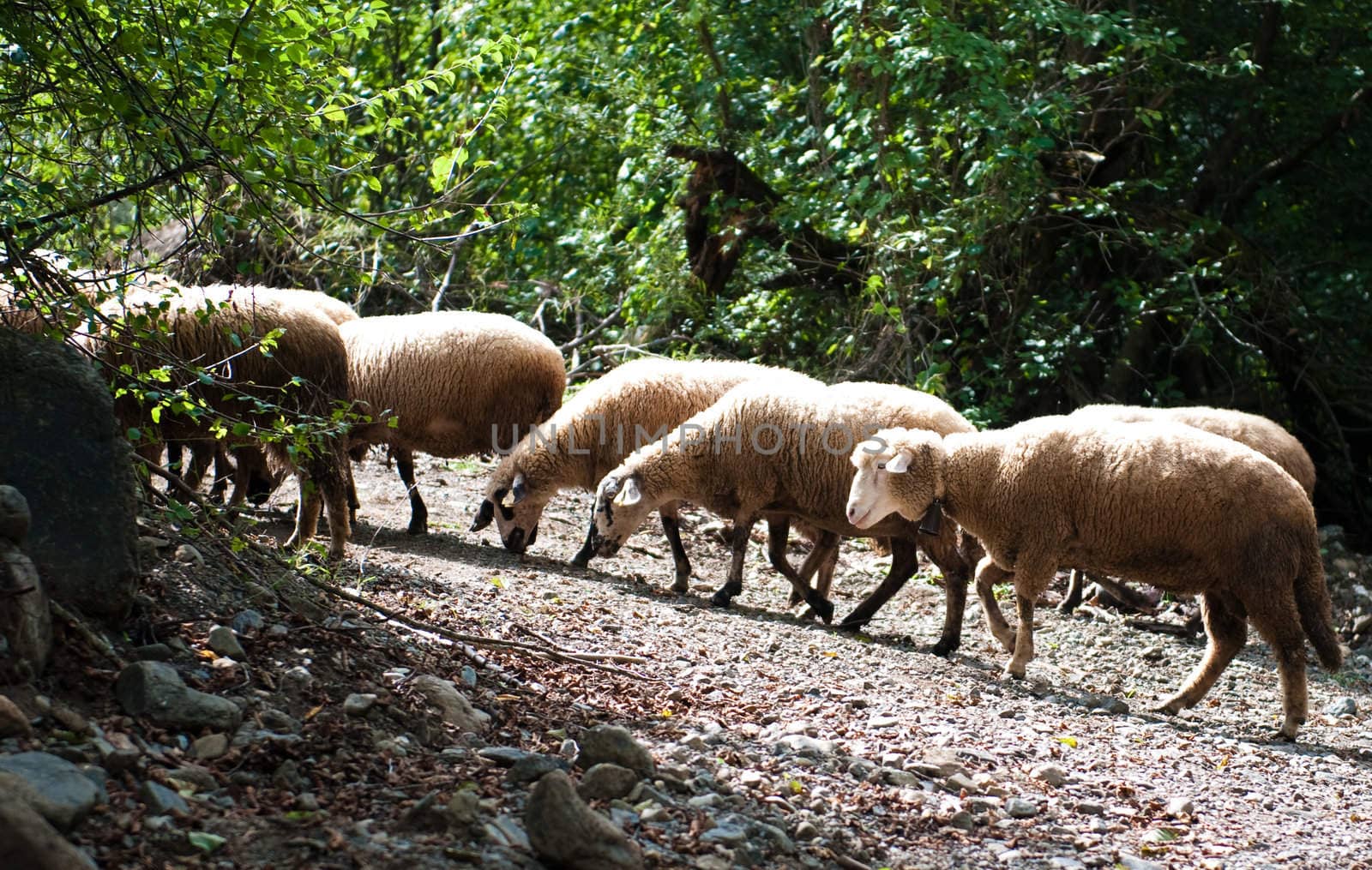 Number of sheep walking away from watering