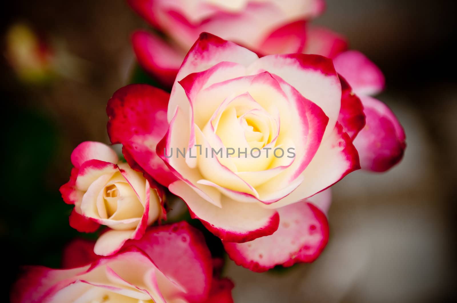 bouquet of pink with white roses in the park