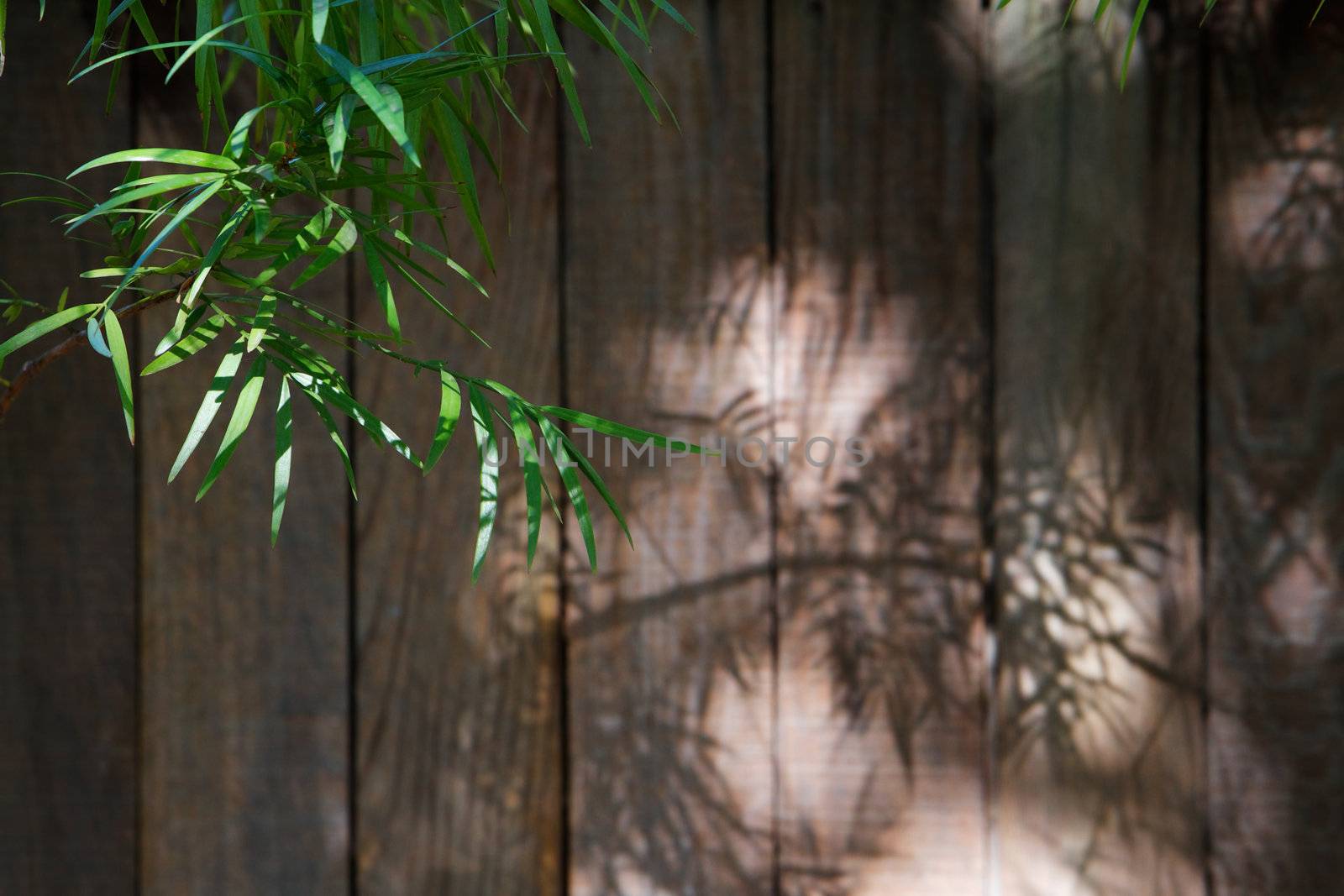 Green bamboo leaves leaving shadows against a soft focus wood fence