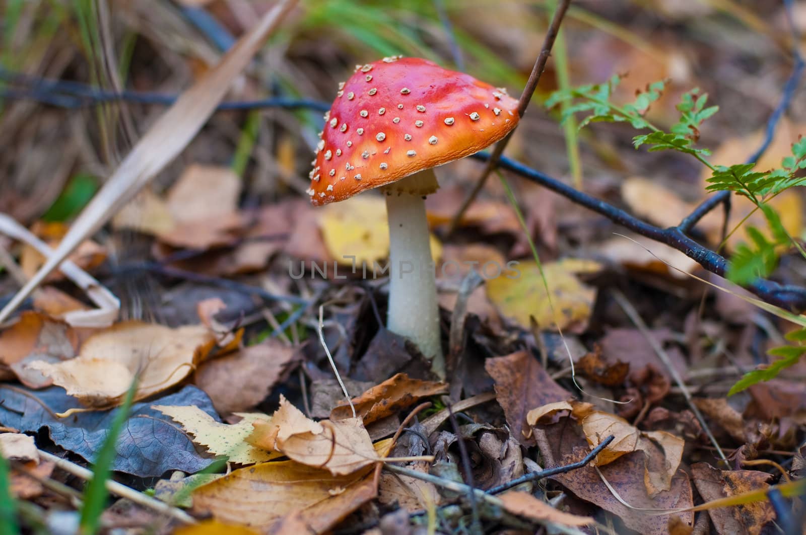 Toadstool in the forest surrounded by dry leaves