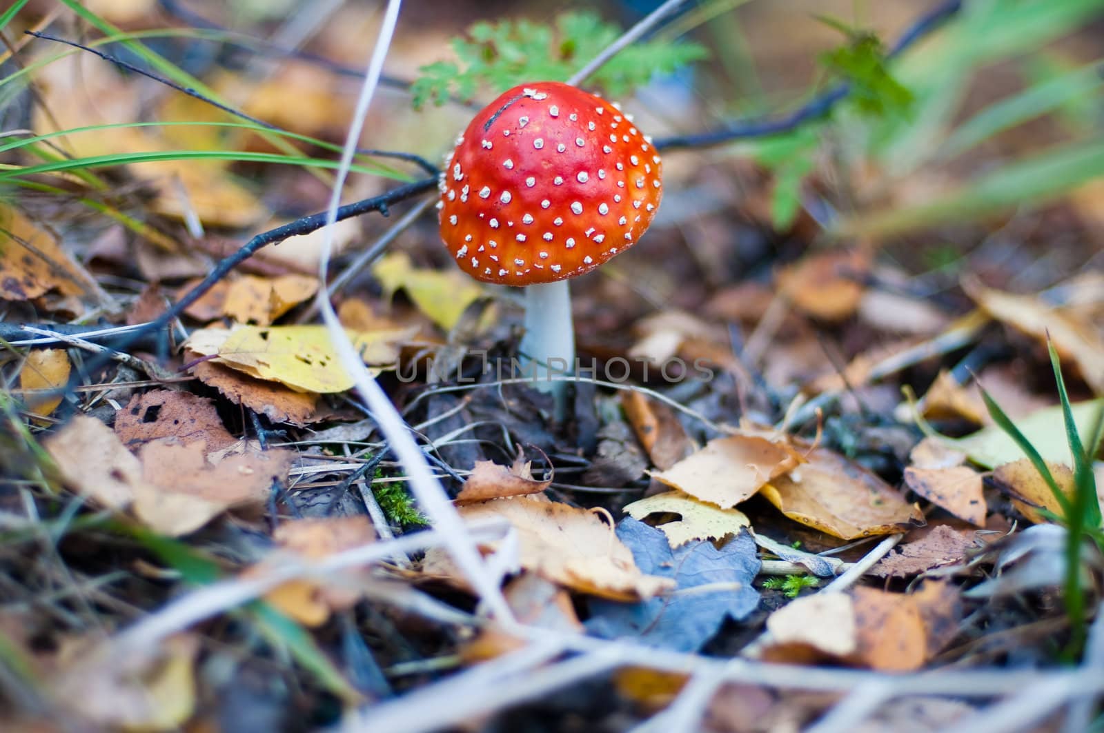 Toadstool in the forest surrounded by dry leaves