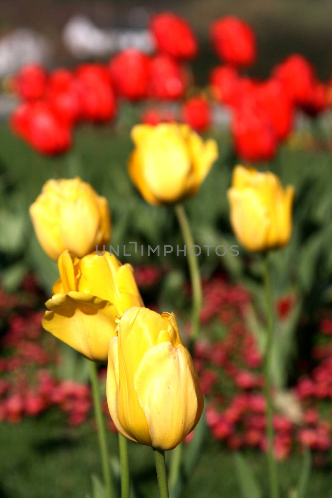 beautiful tulips, beautiful flowers, nature photo