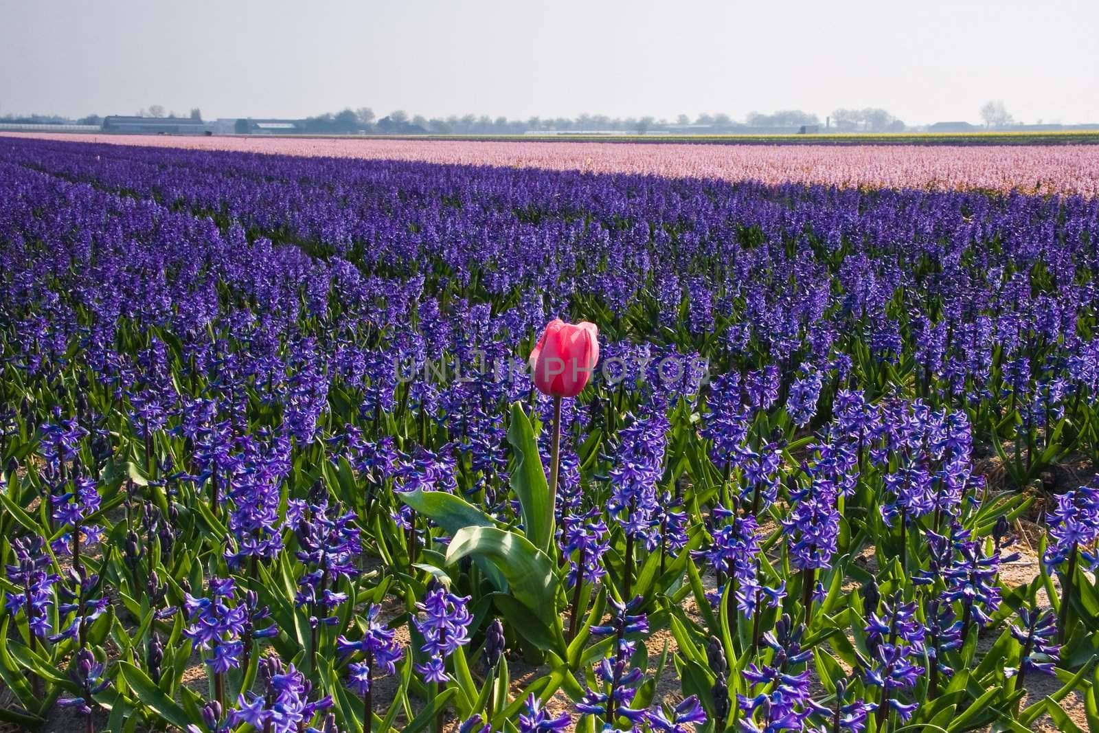 Lonesome pink tulip in field of purple hyacinths