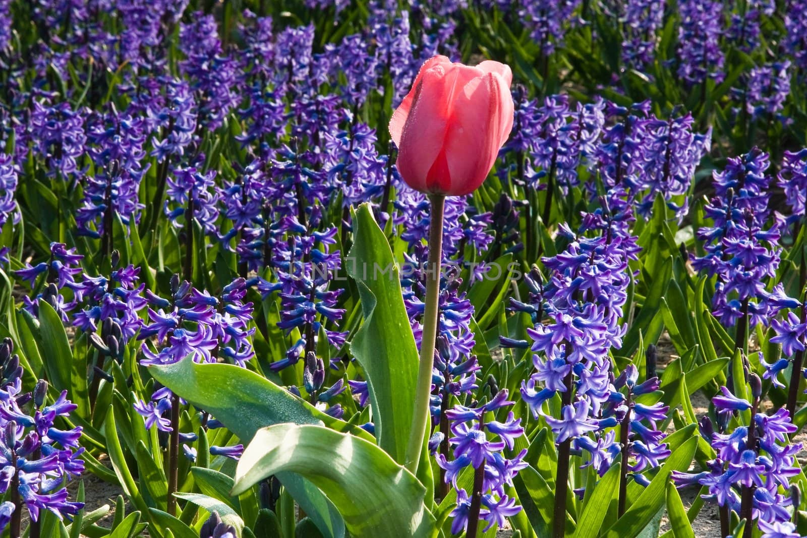 Lonesome pink tulip between purple hyacinths in spring