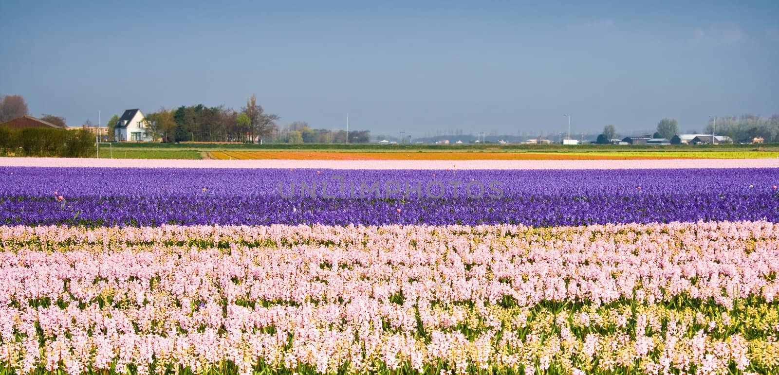 Hyacinth fields in purple and pink on april morning
