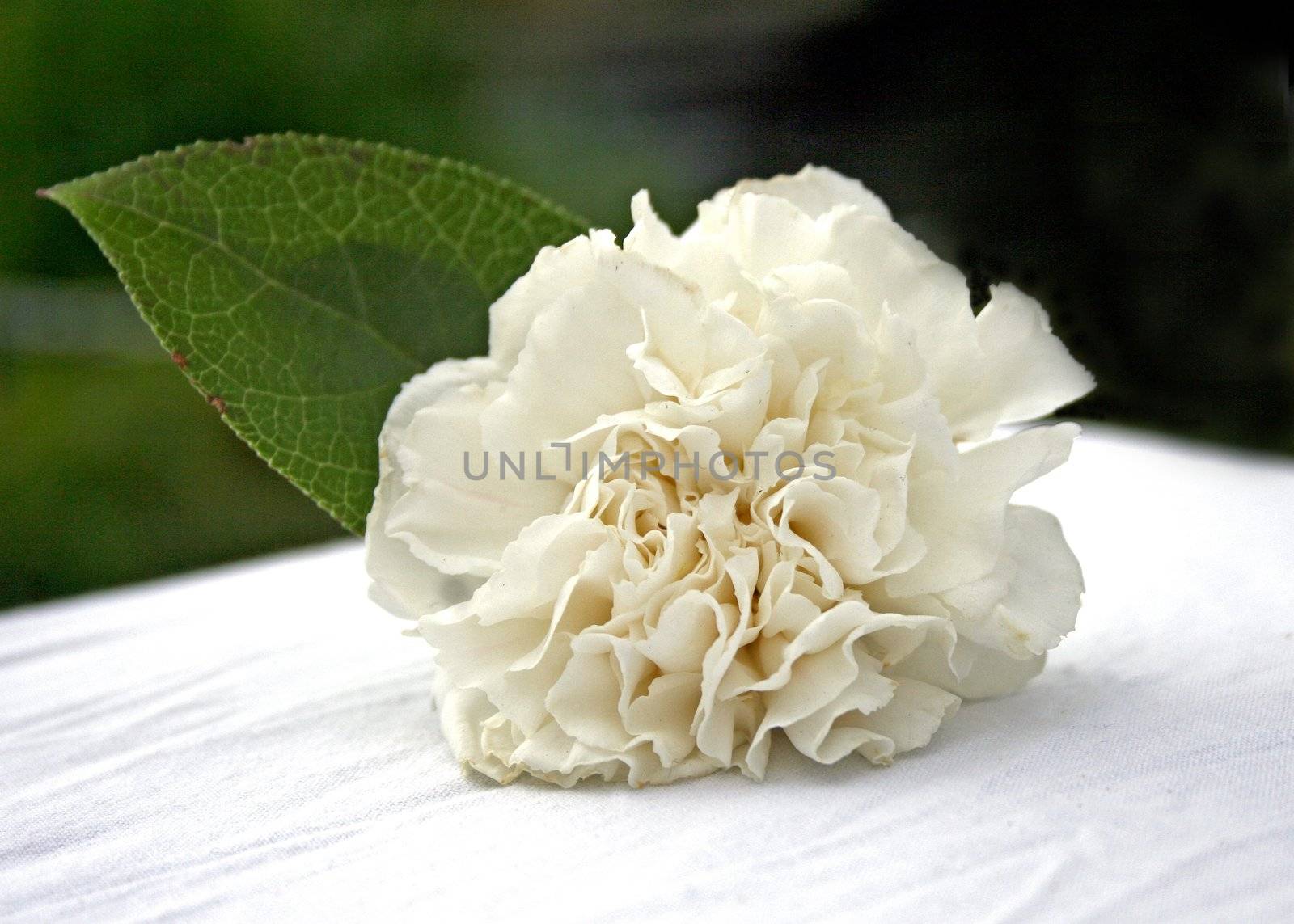 A flower for a corsage sitting on a table