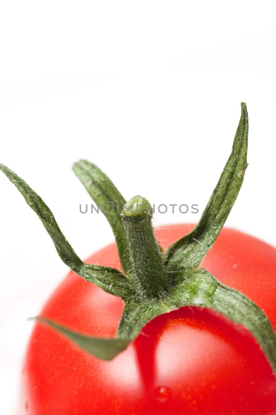 fresh red tomatoe on white background