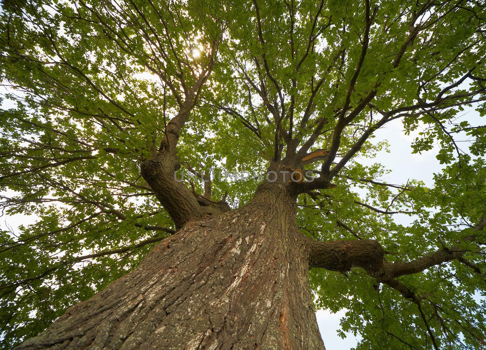 The high crown of an old oak