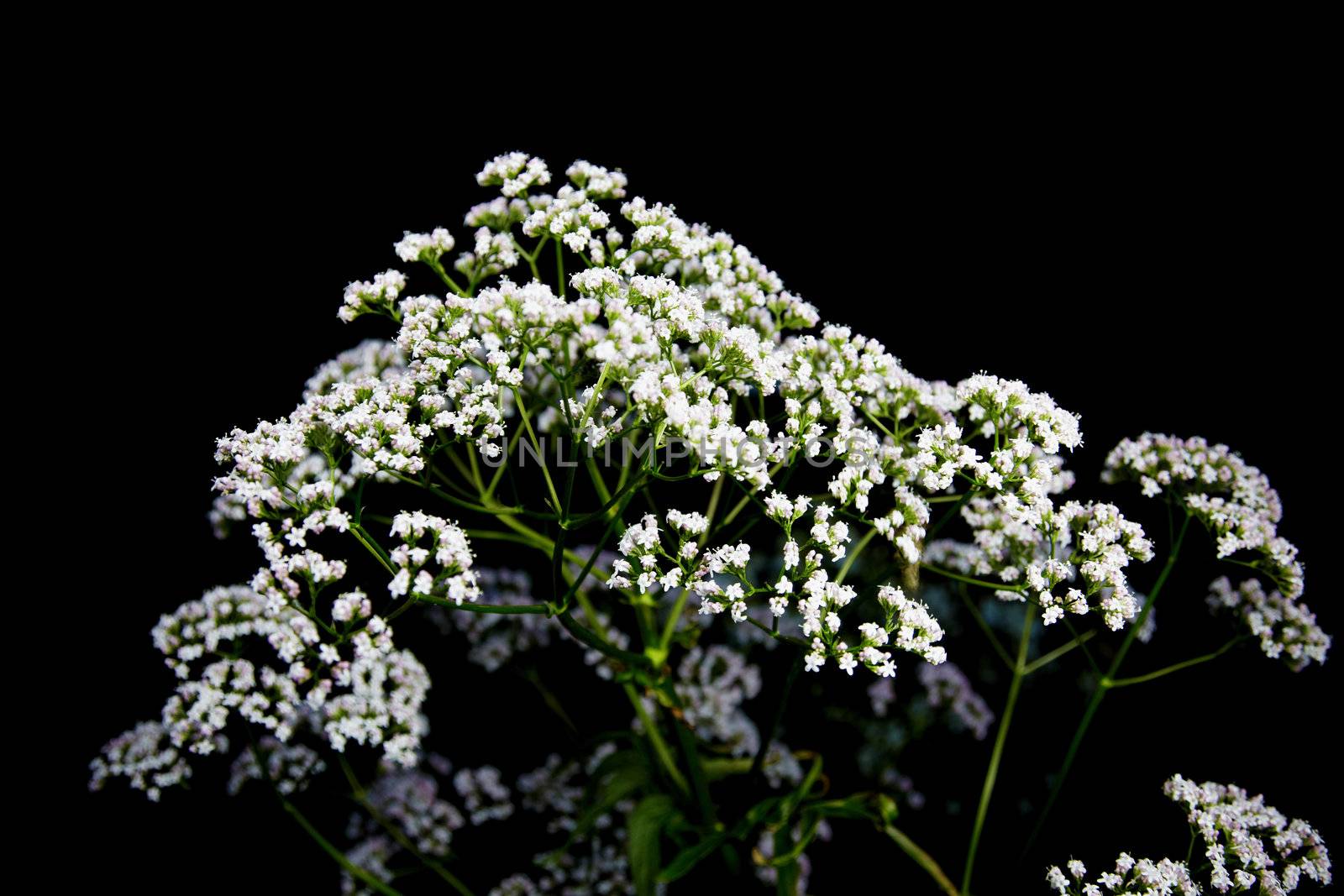 Inflorescences umbellate plants on a black background