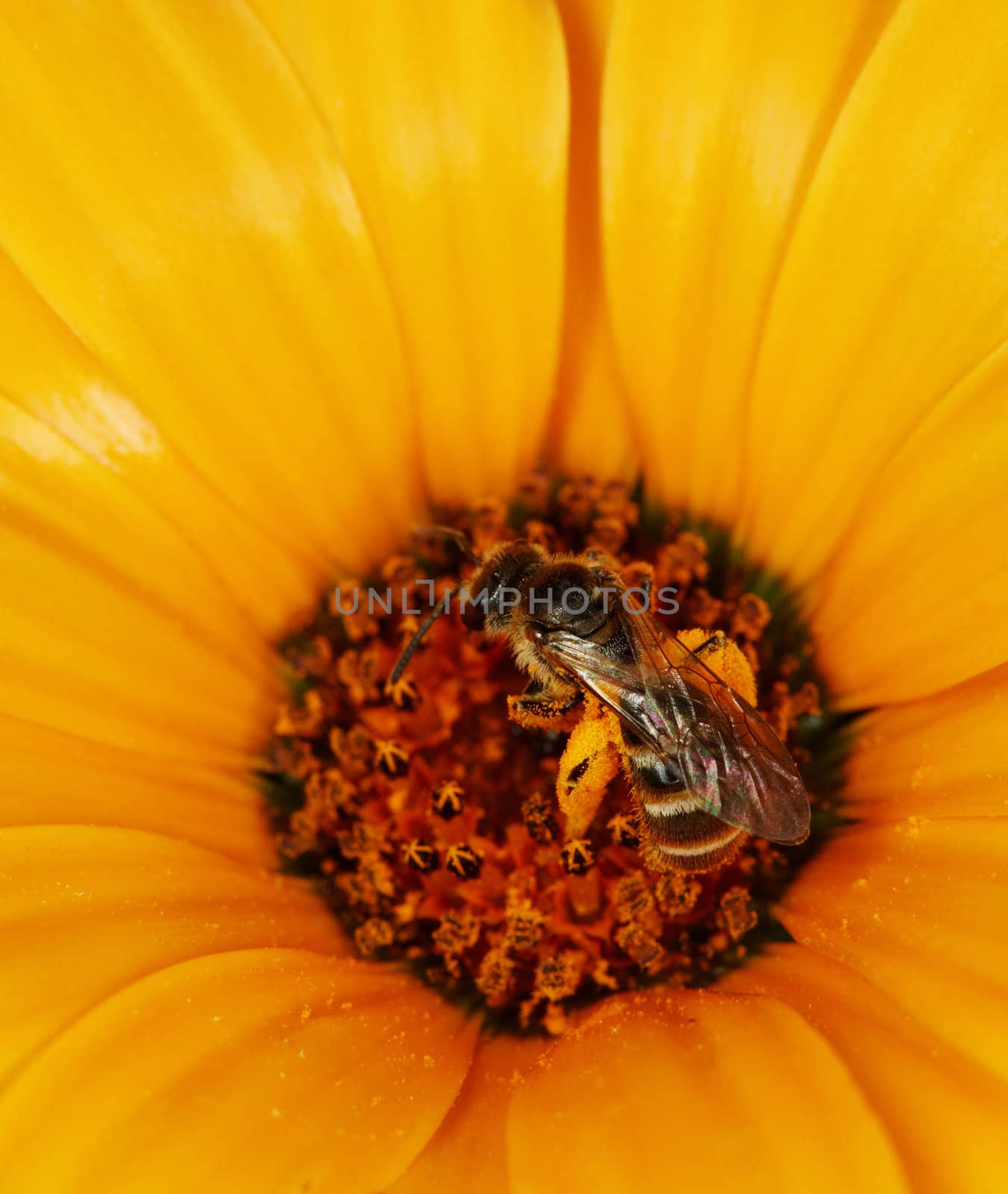Wild bees feeding on an orange flower close up