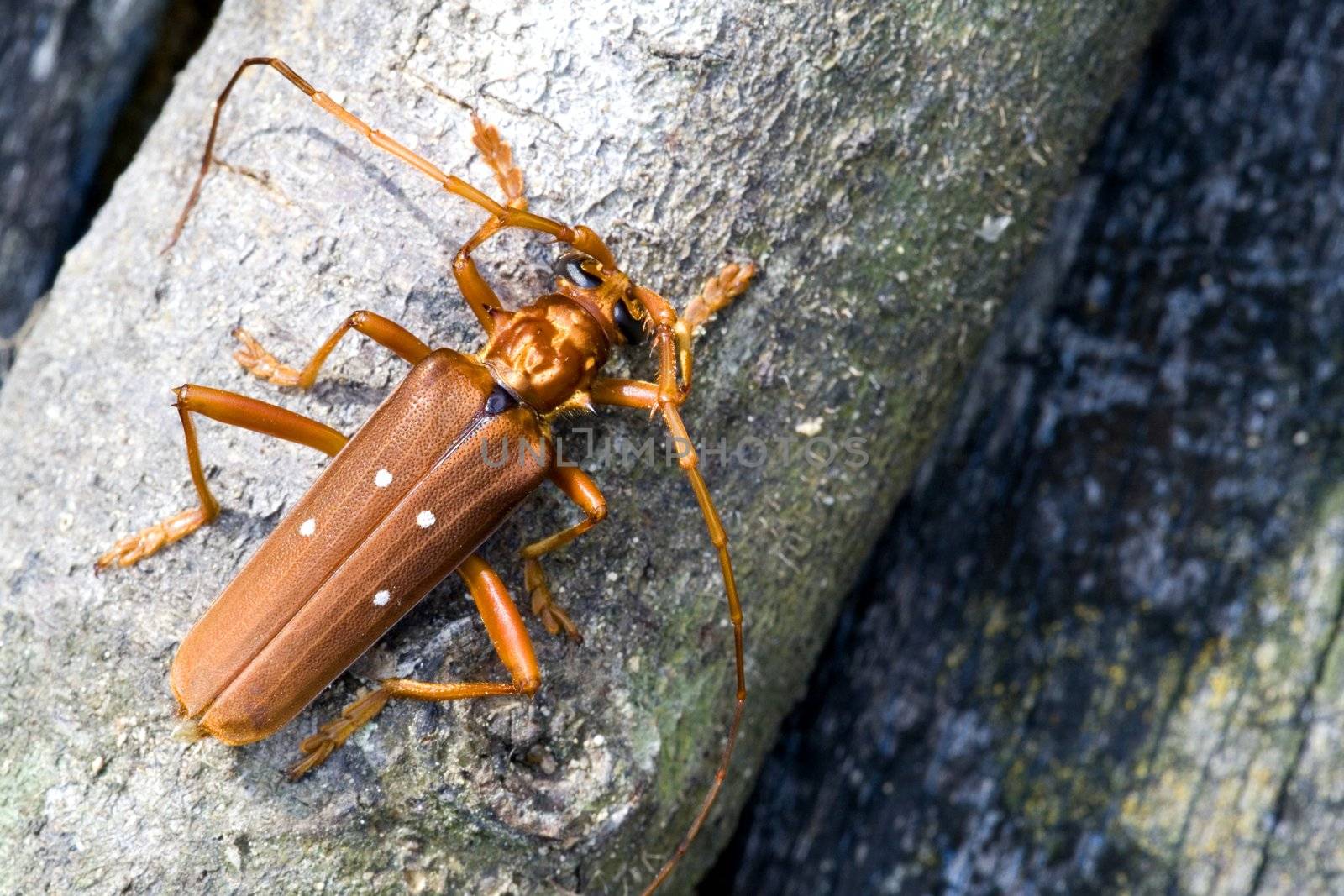 Tropical Rainforest Longhorn Beetle by shariffc