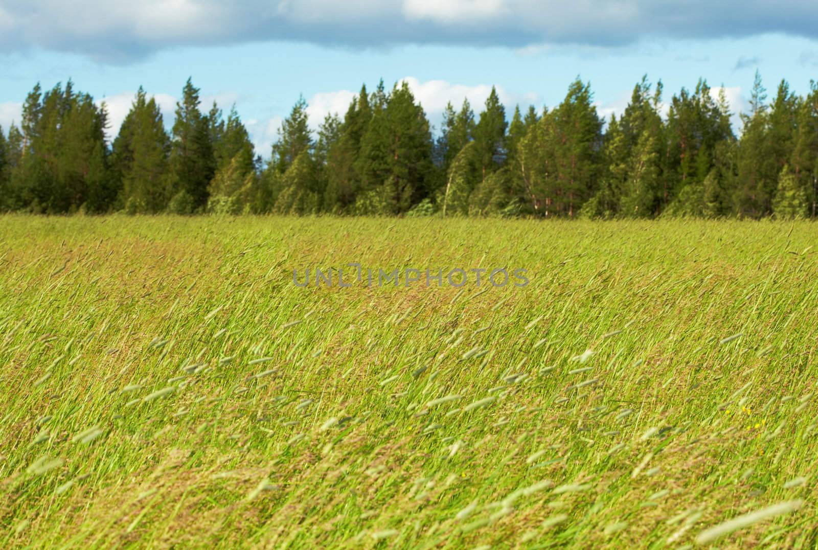 Green fields, woods and sky with clouds