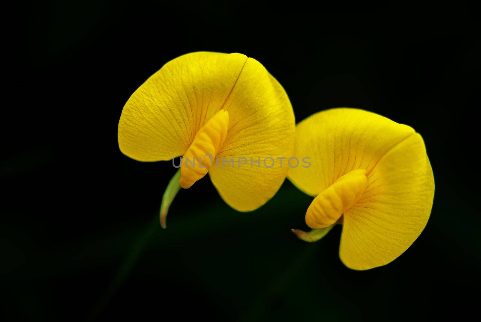yellow flower - Arachis duranensis by xfdly5