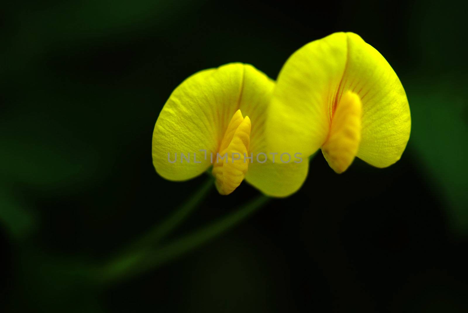 yellow flower - Arachis duranensis by xfdly5