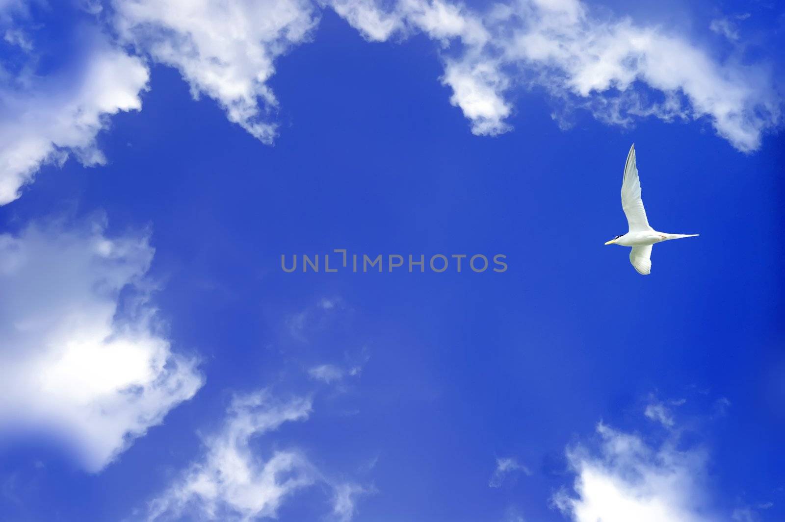 Blue sky. Clouds.  flying Birds by xfdly5