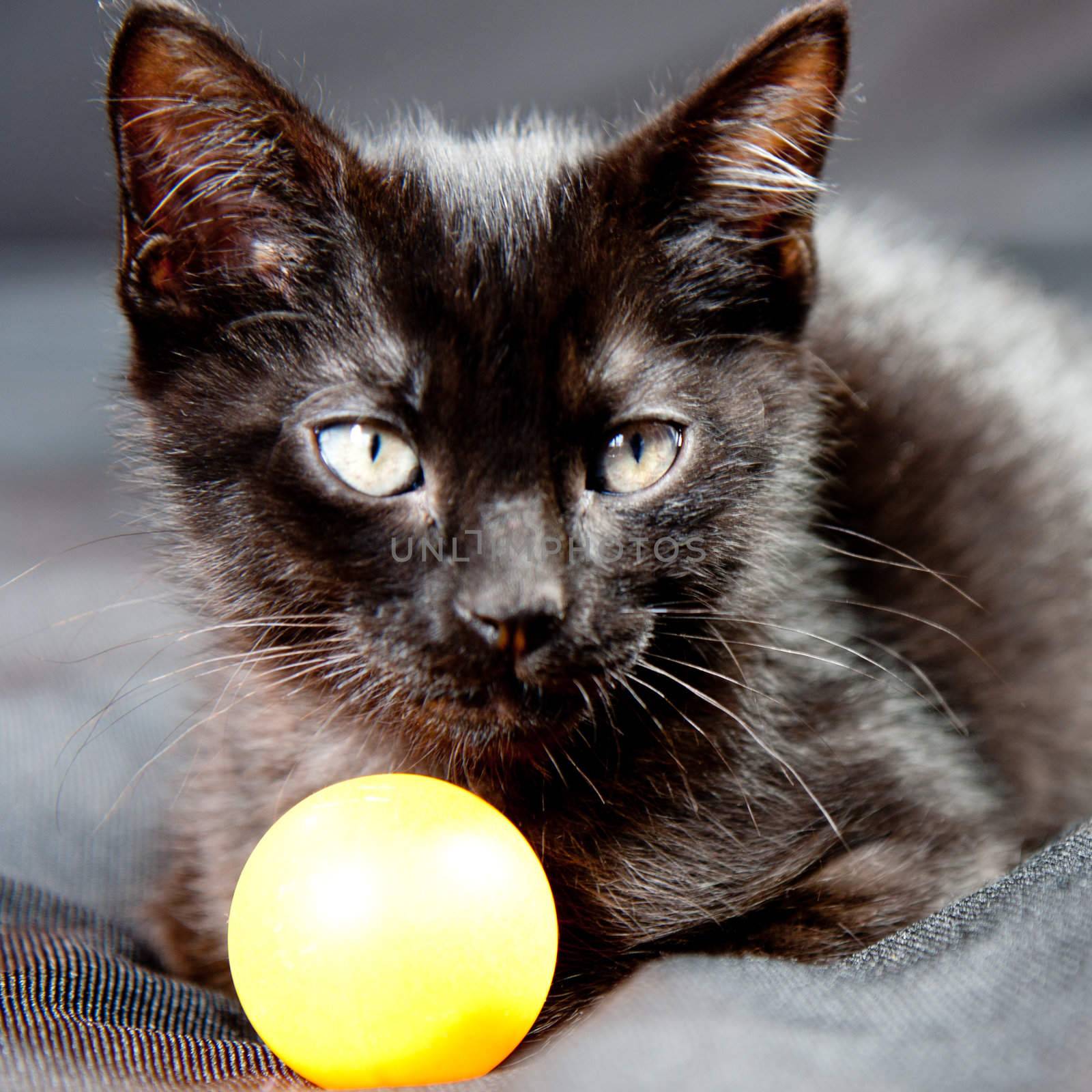 Kitten lying on a black blanket, next to a ball, head up