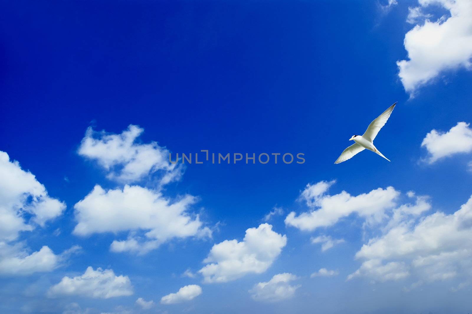 Blue sky. Clouds.  flying Birds by xfdly5