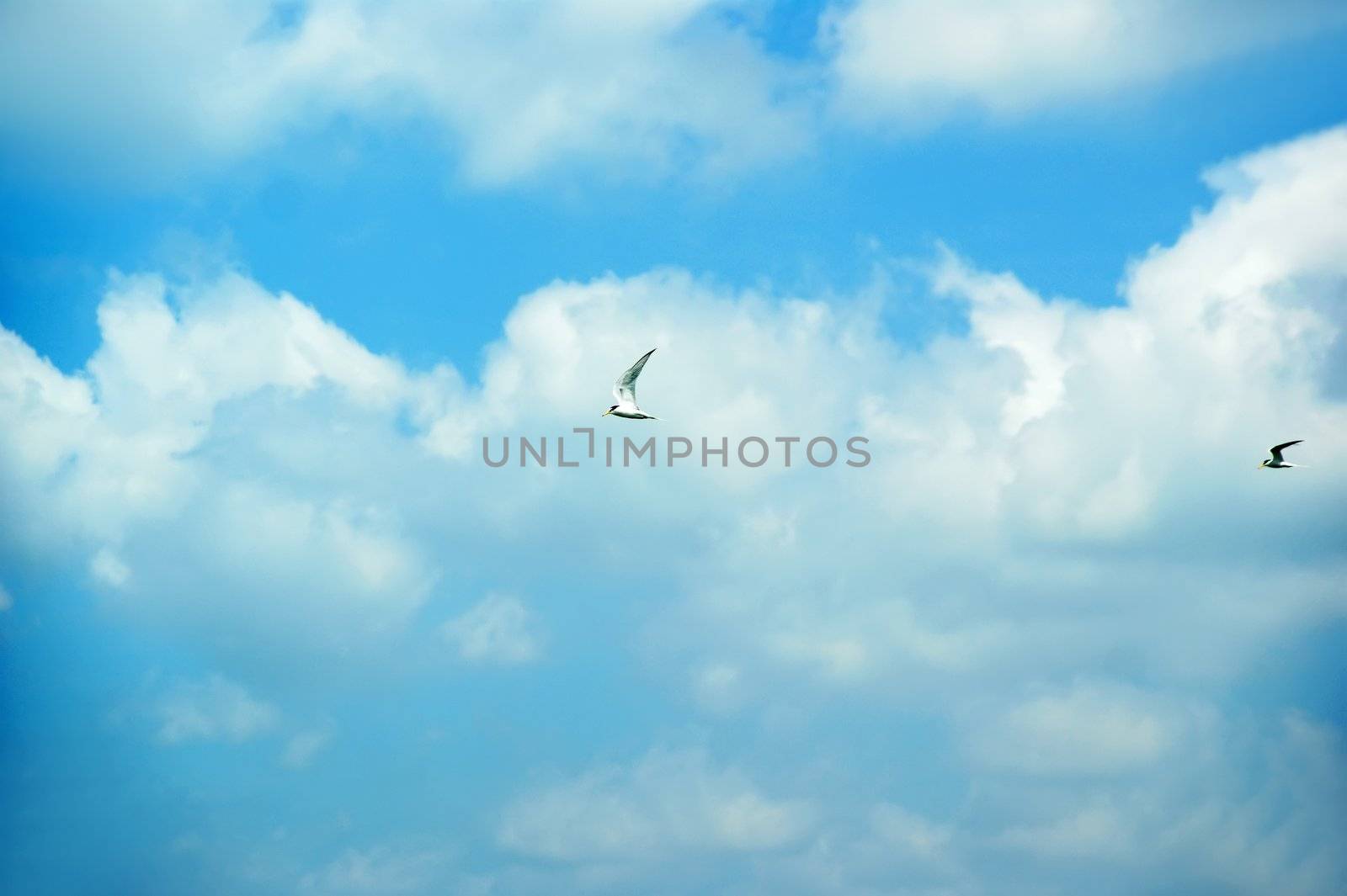 Blue sky. Clouds.  flying Birds by xfdly5