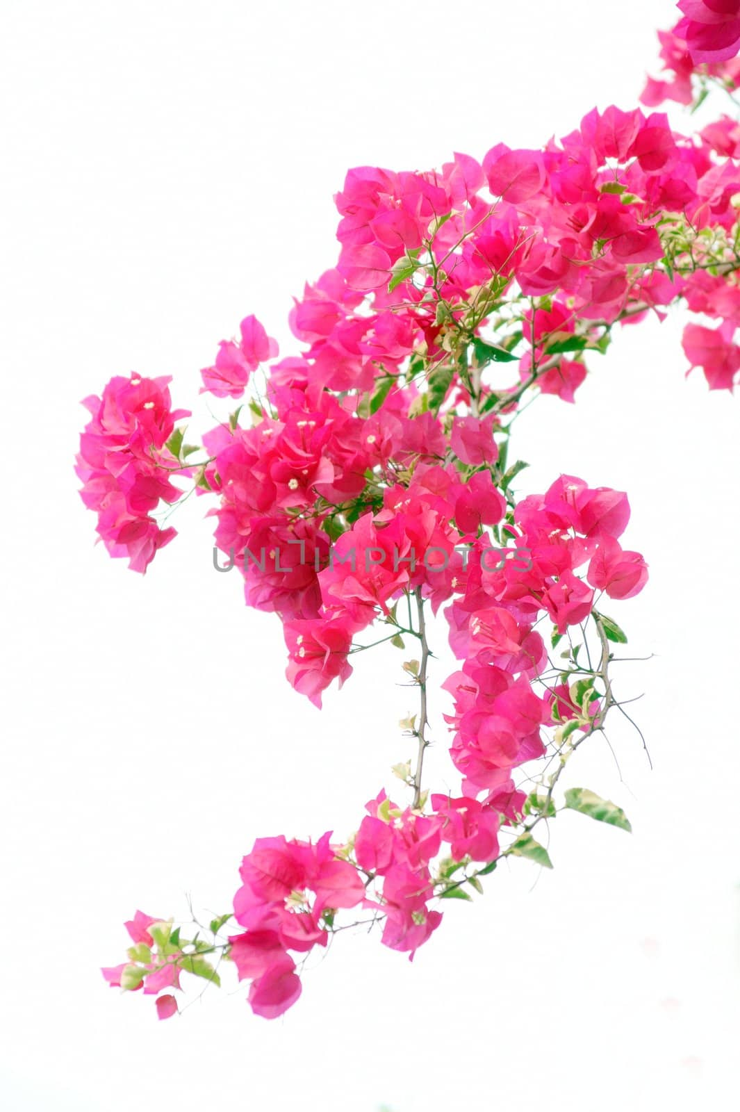 Island bougainvillea flowers isolated on white background - Taken in China's Hainan