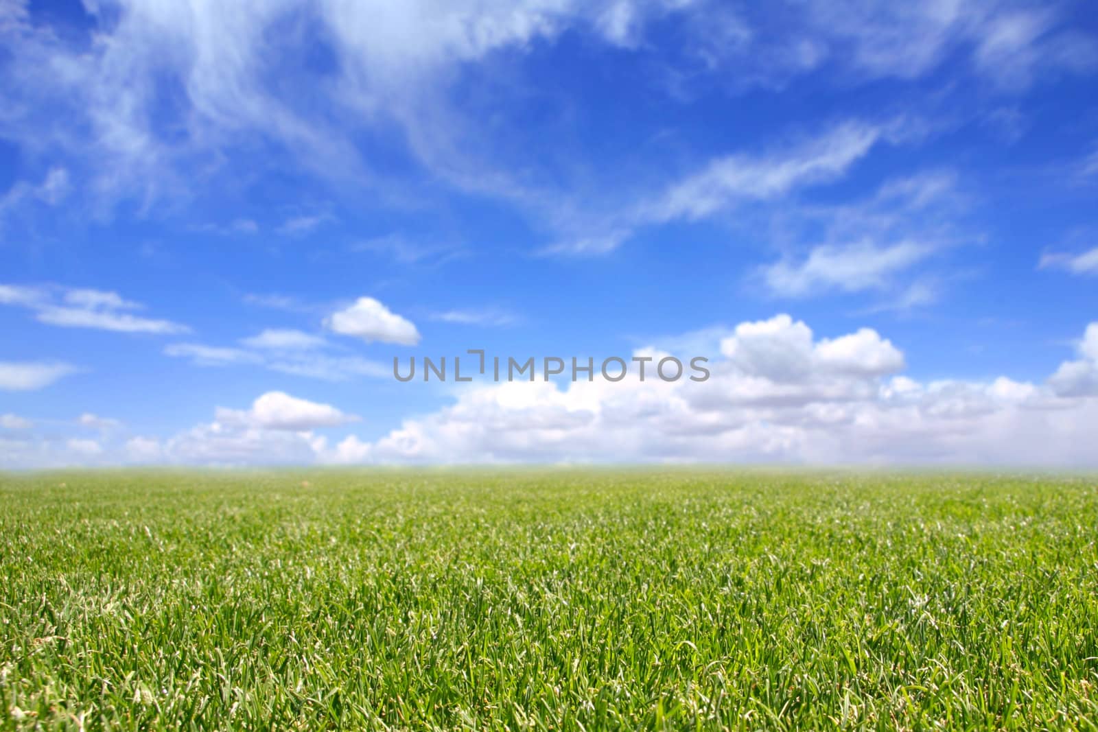 Beautiful Field of Green Grass and Blue Cloudy Sky. Front of Grass is in Focus With Intentional Extreme Depth of Field