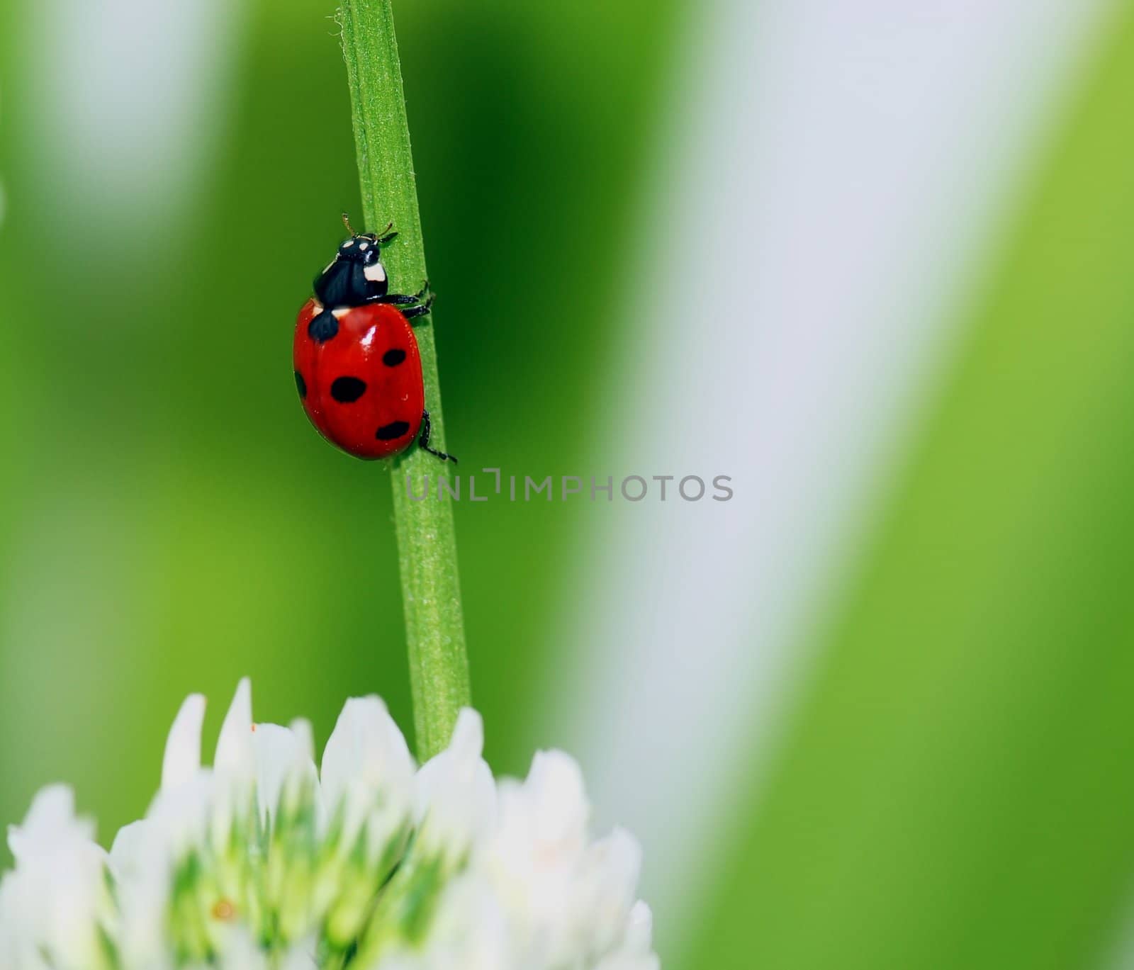 Ladybug by xfdly5