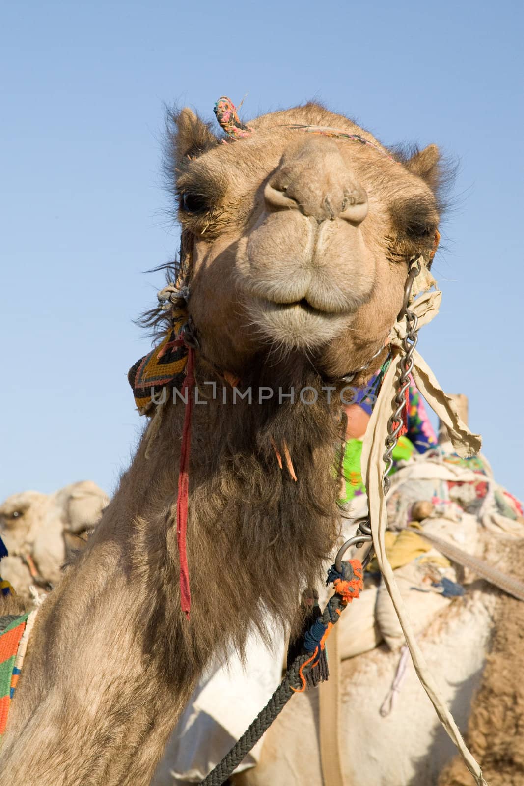 Camel Portrait by MihaiDancaescu