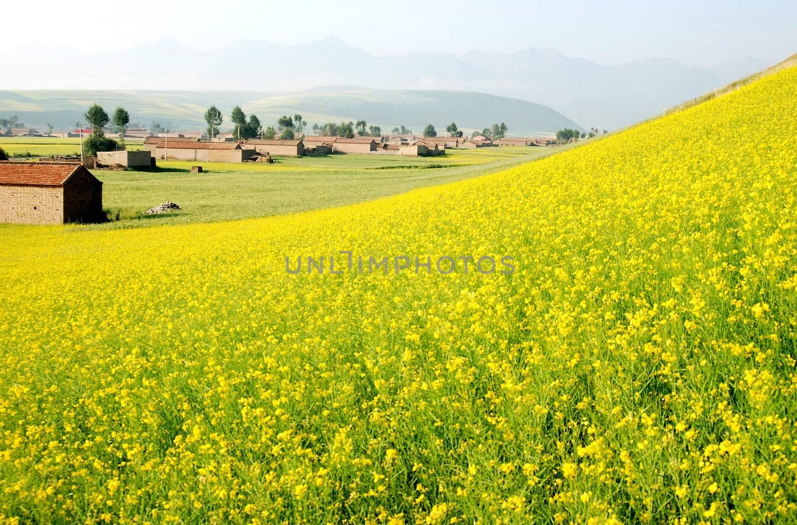 yellow field with oil seed rape in summer by xfdly5