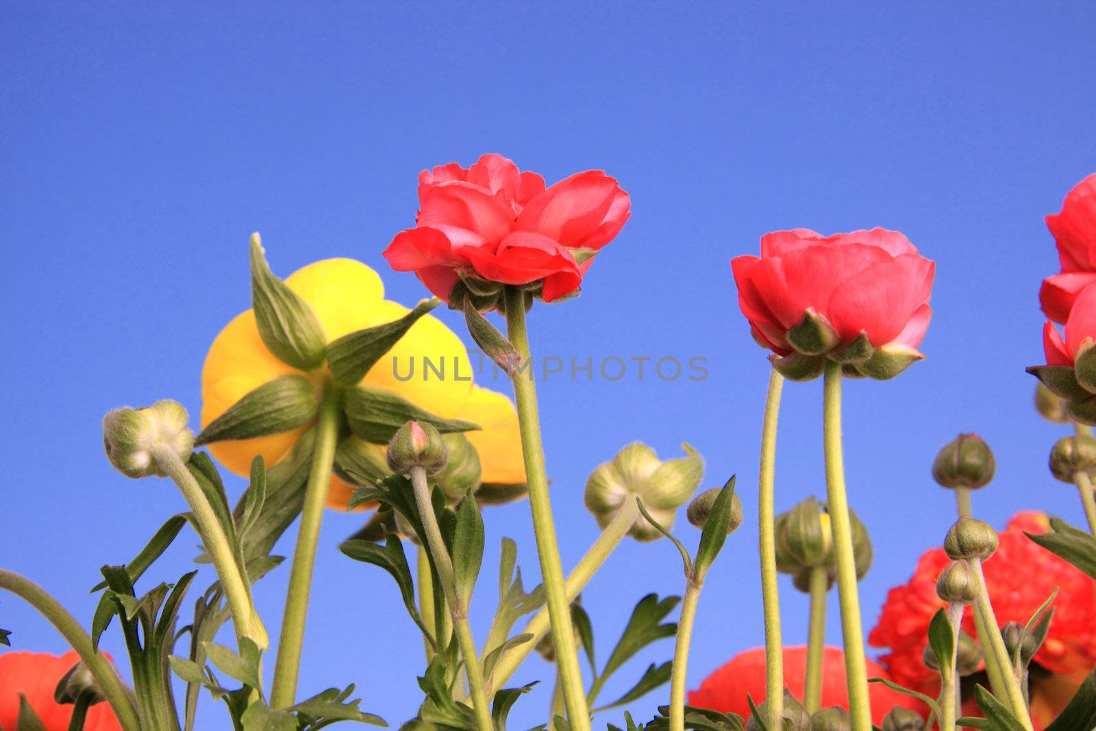 Spring flowers against clear blue sky