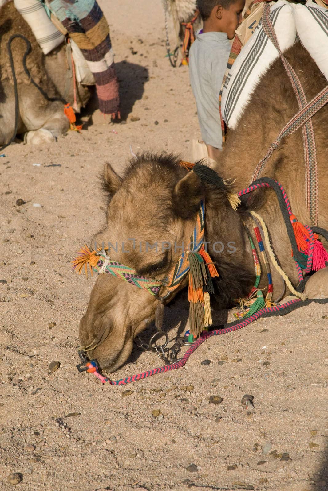 Camel in Sahara Desert, Egypt, On A Sunny Summer Day