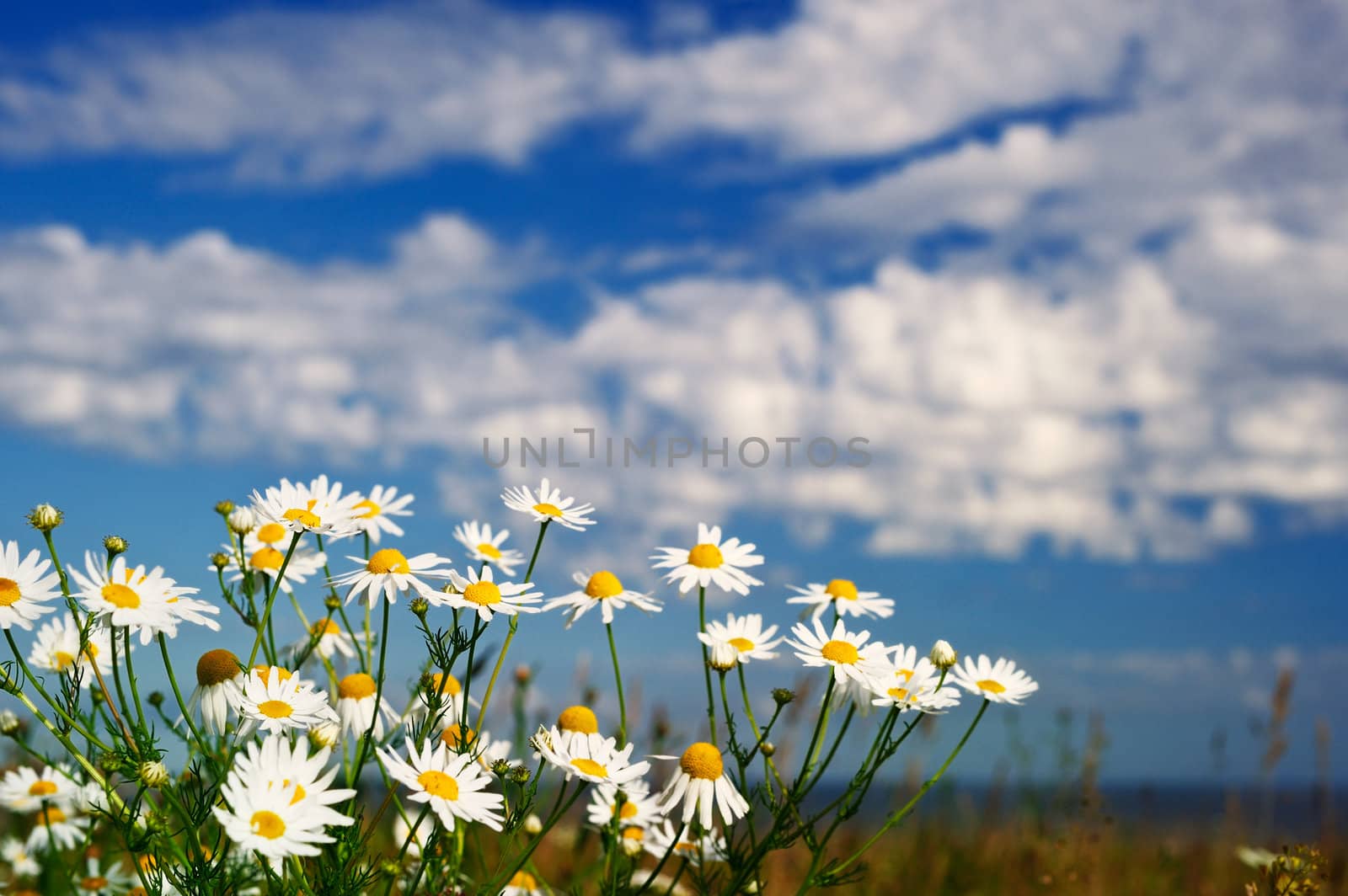 Chamomile flowers at the edge of the sea shore