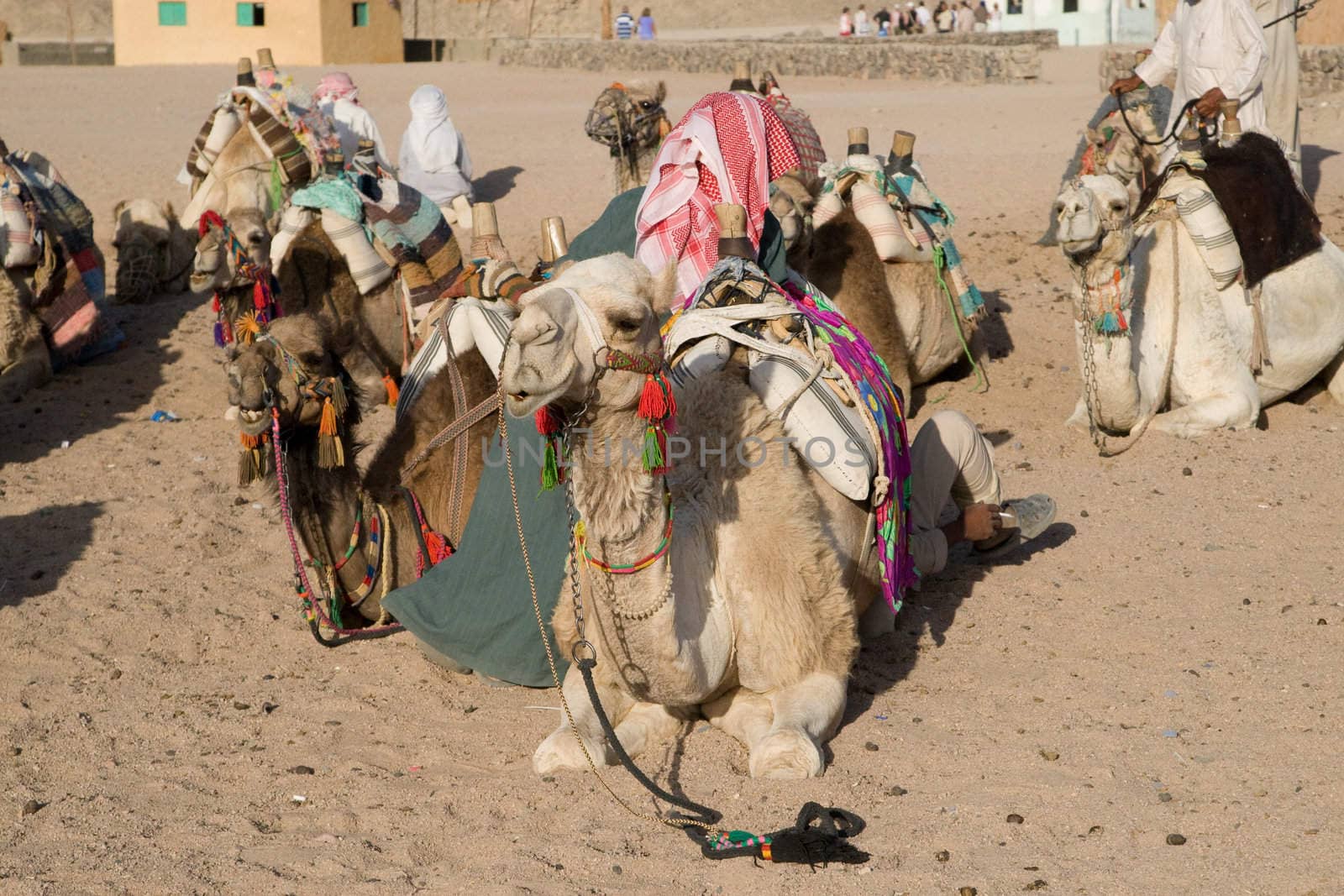 Camel in Sahara Desert, Egypt, On A Sunny Summer Day