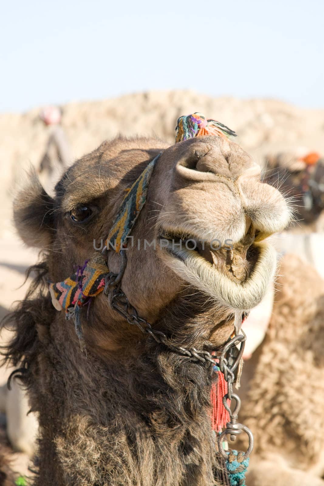 Camel in Sahara Desert, Egypt, On A Sunny Summer Day