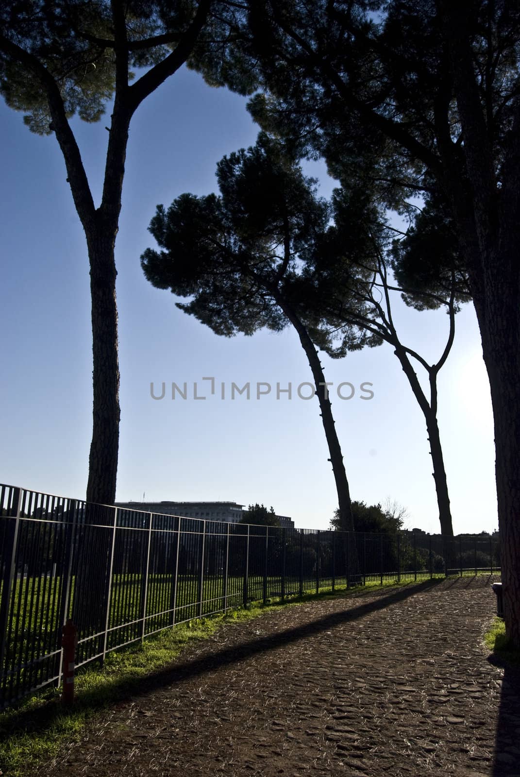 footpath surrounded by pines going into a curve