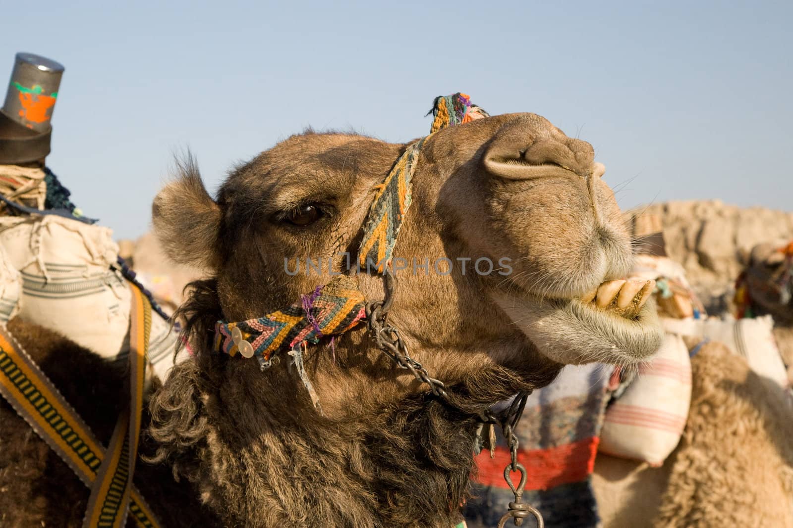 Camel Portrait by MihaiDancaescu