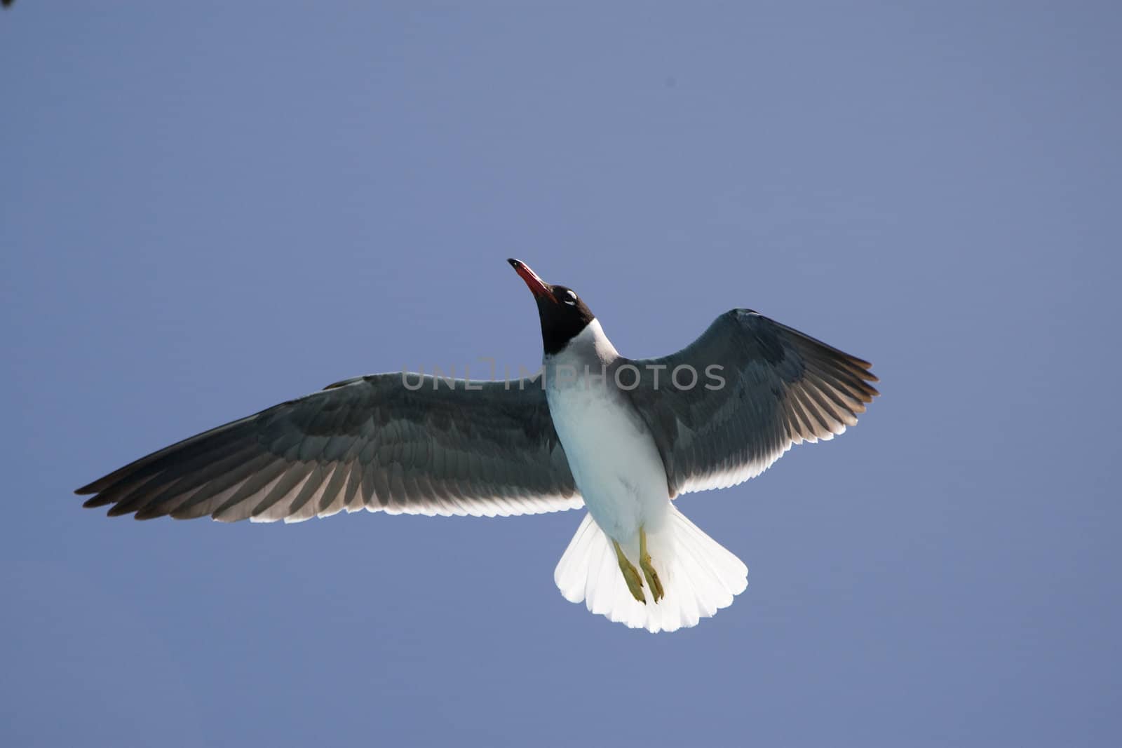 Flying seagull against a blue sky on a sunny summer day