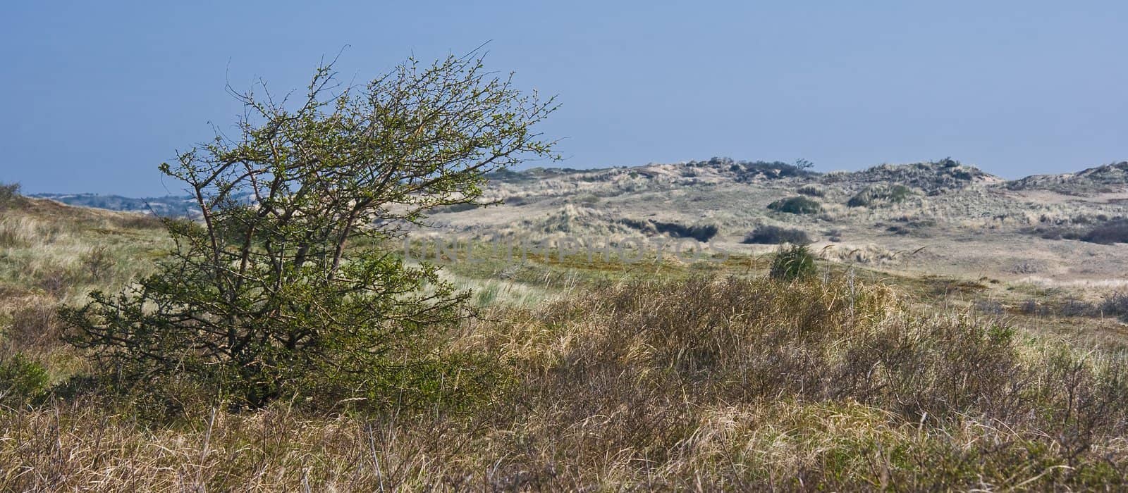 Landscape with dunes and bushes in spring
