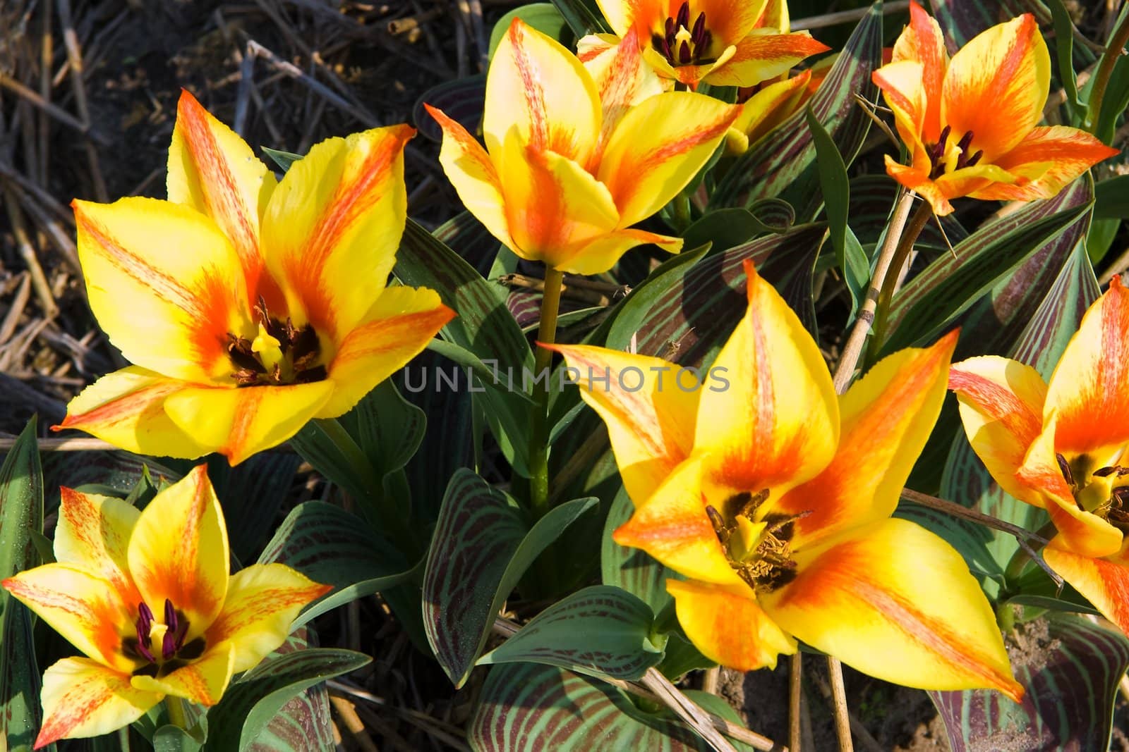 Small tulips in yellow and red in spring