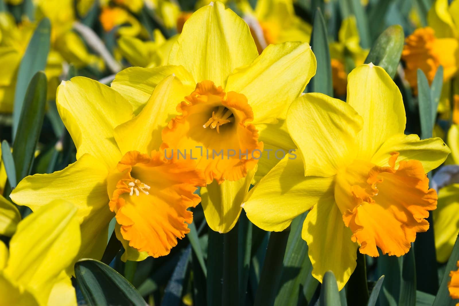 Orange and yellow daffodils in spring by Colette