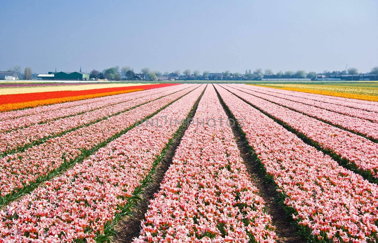 Field with beautiful small pink tulips on april day