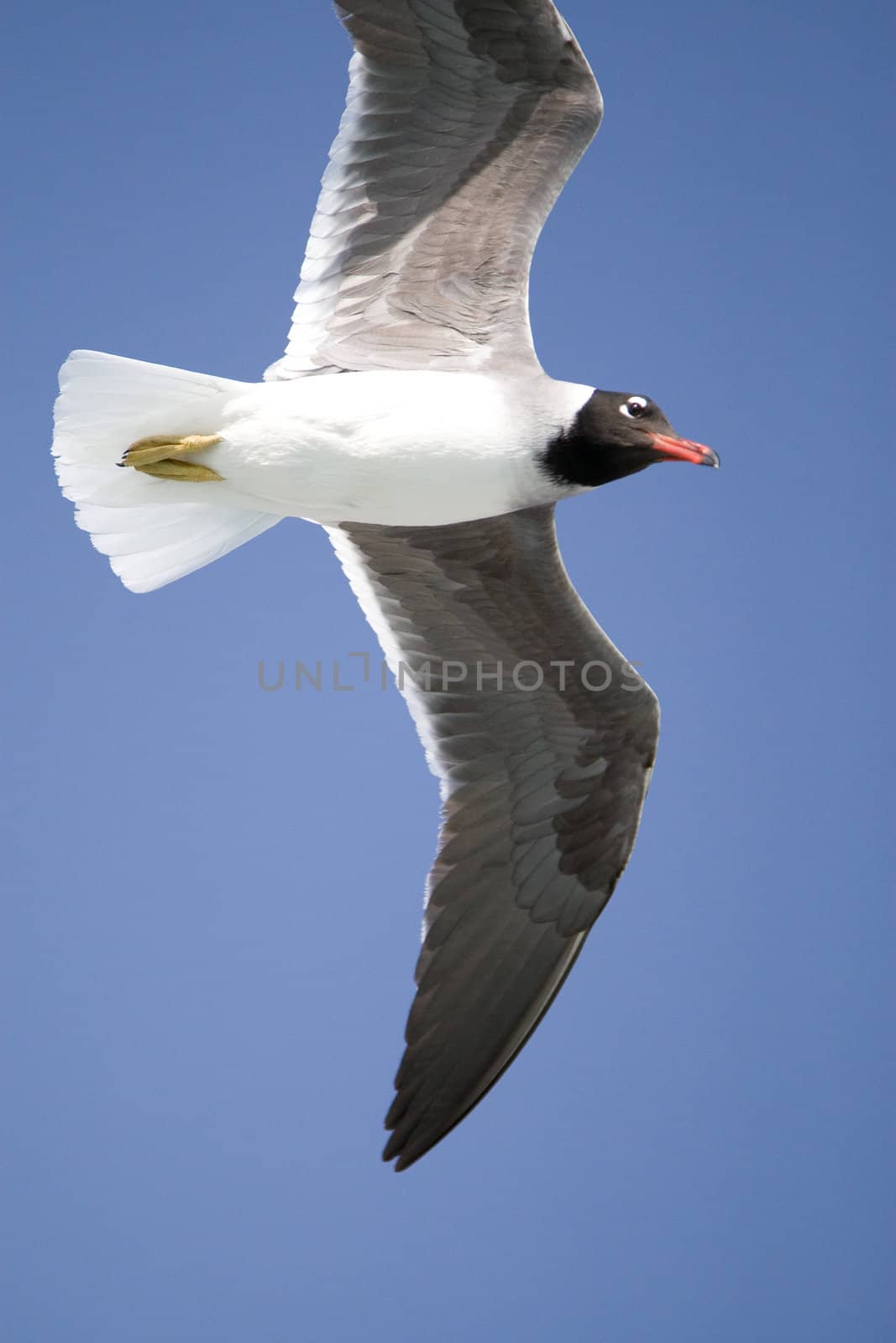 Flying seagull against a blue sky on a sunny summer day
