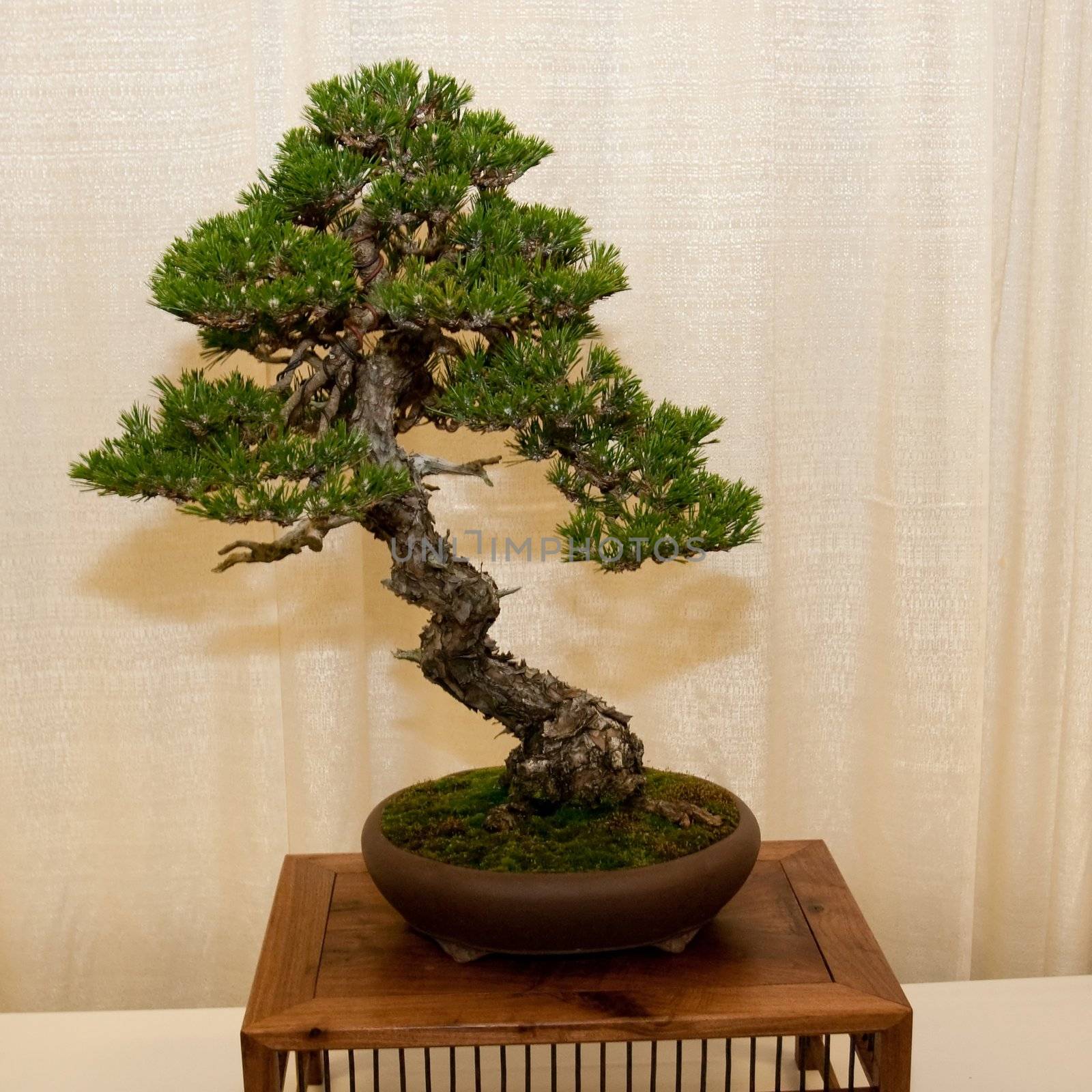 Bonsai by melastmohican