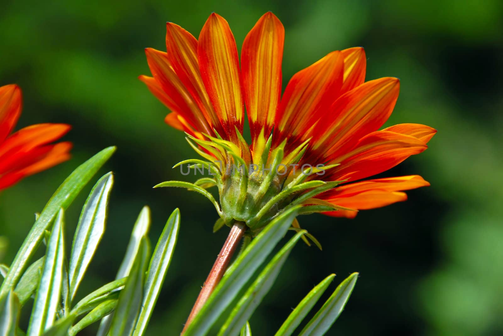 single growing orange Gazania flower over green background